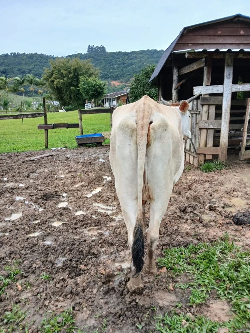 Vaca com cria  - Foto 3