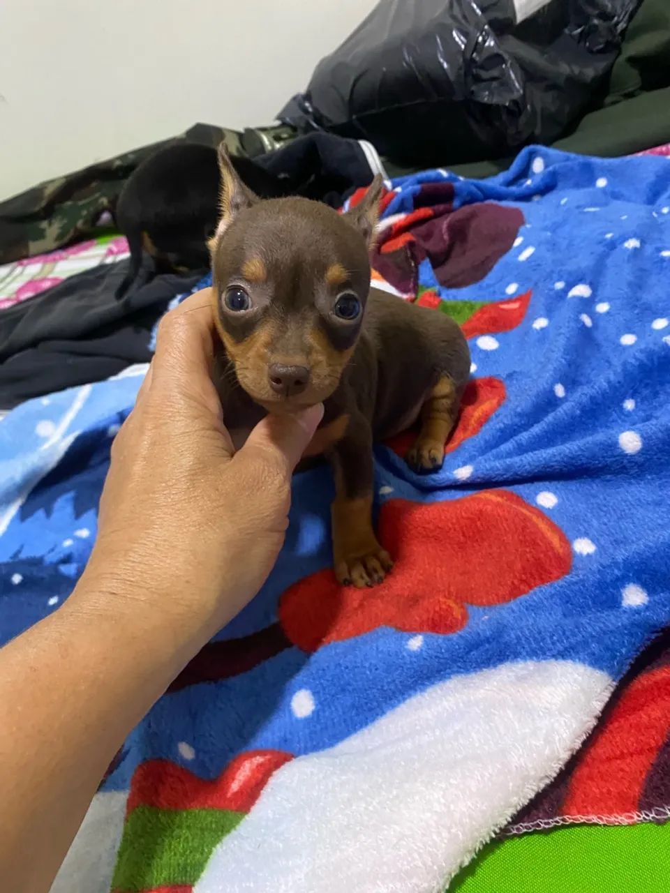  Pinscher machinho  - Foto 4