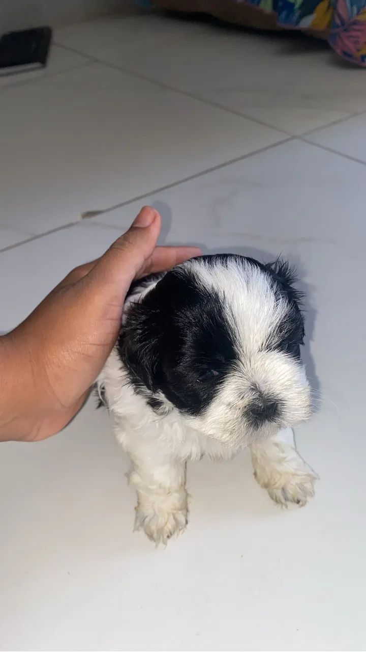 Filhotes de shih tzu - Foto 4