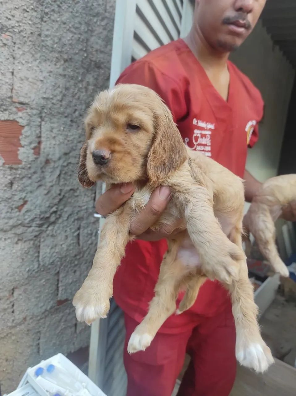 Vendo filhotes de Cocker spaniel  - Foto 3