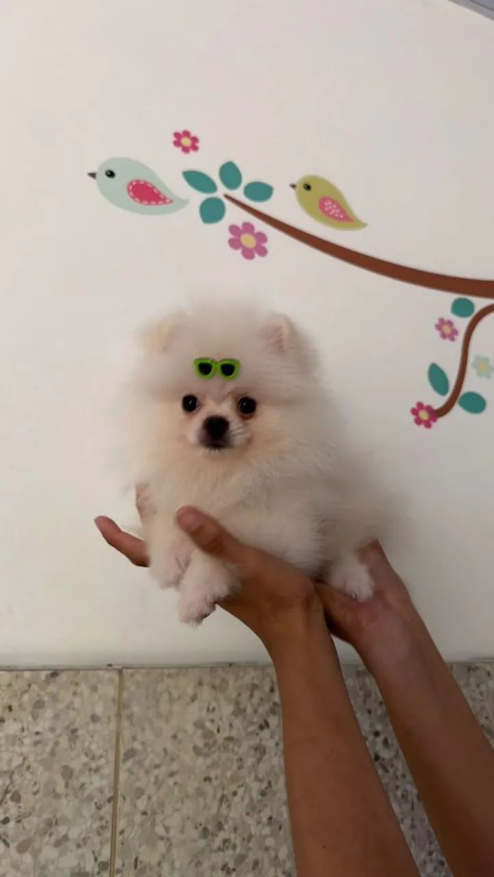  Spitz alemão anão  - Foto 4
