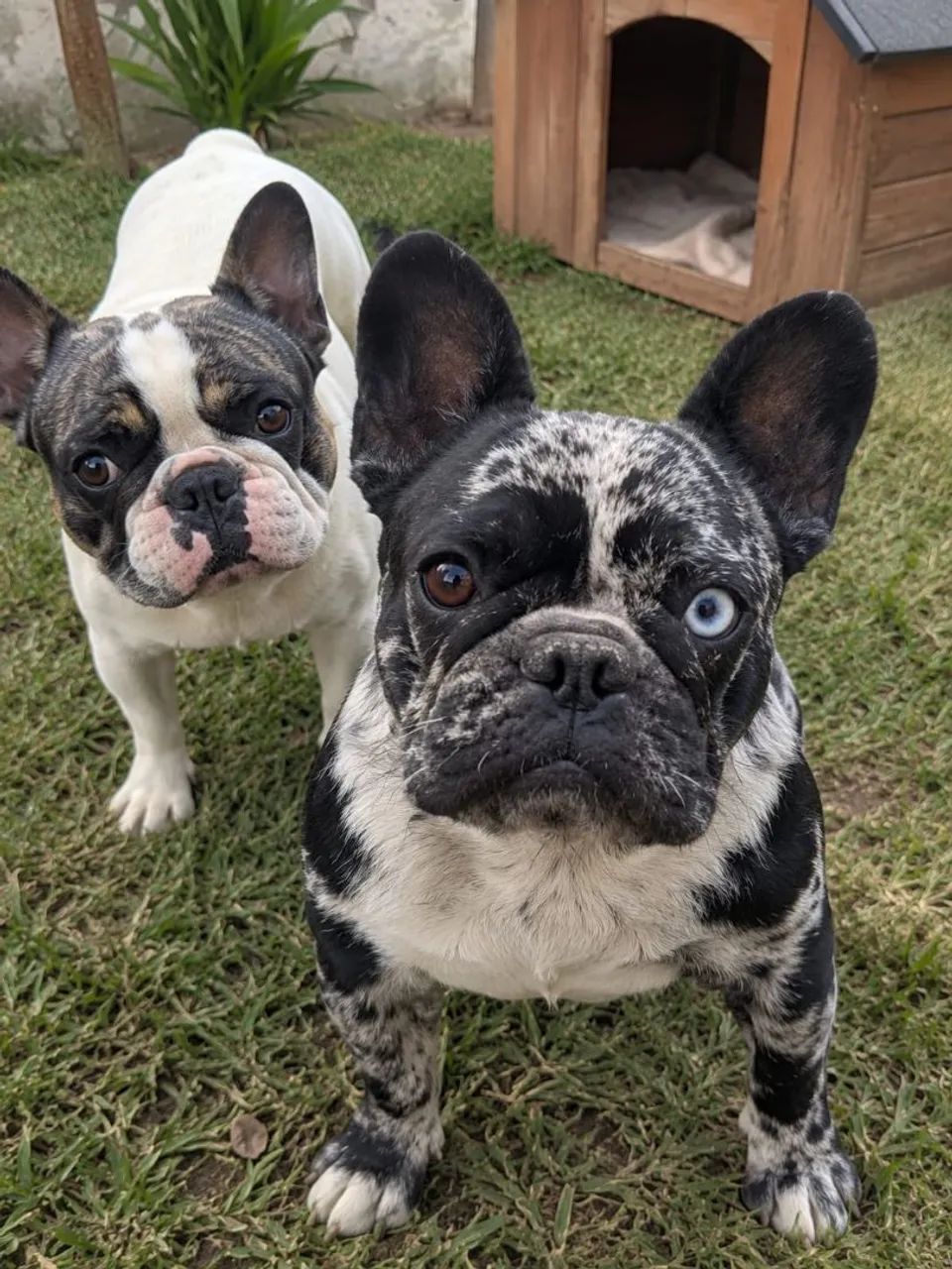 Fêmea de buldogue francês 