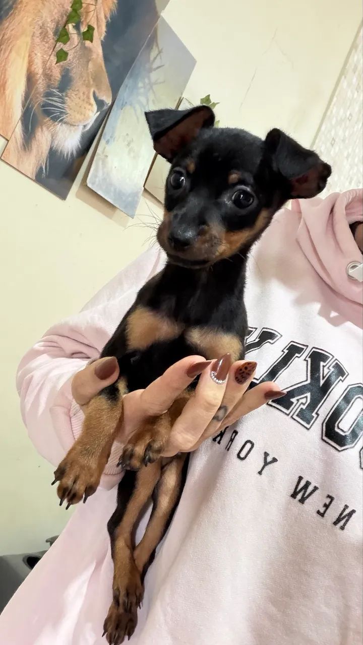 Pinscher casal disponíveis  - Foto 3