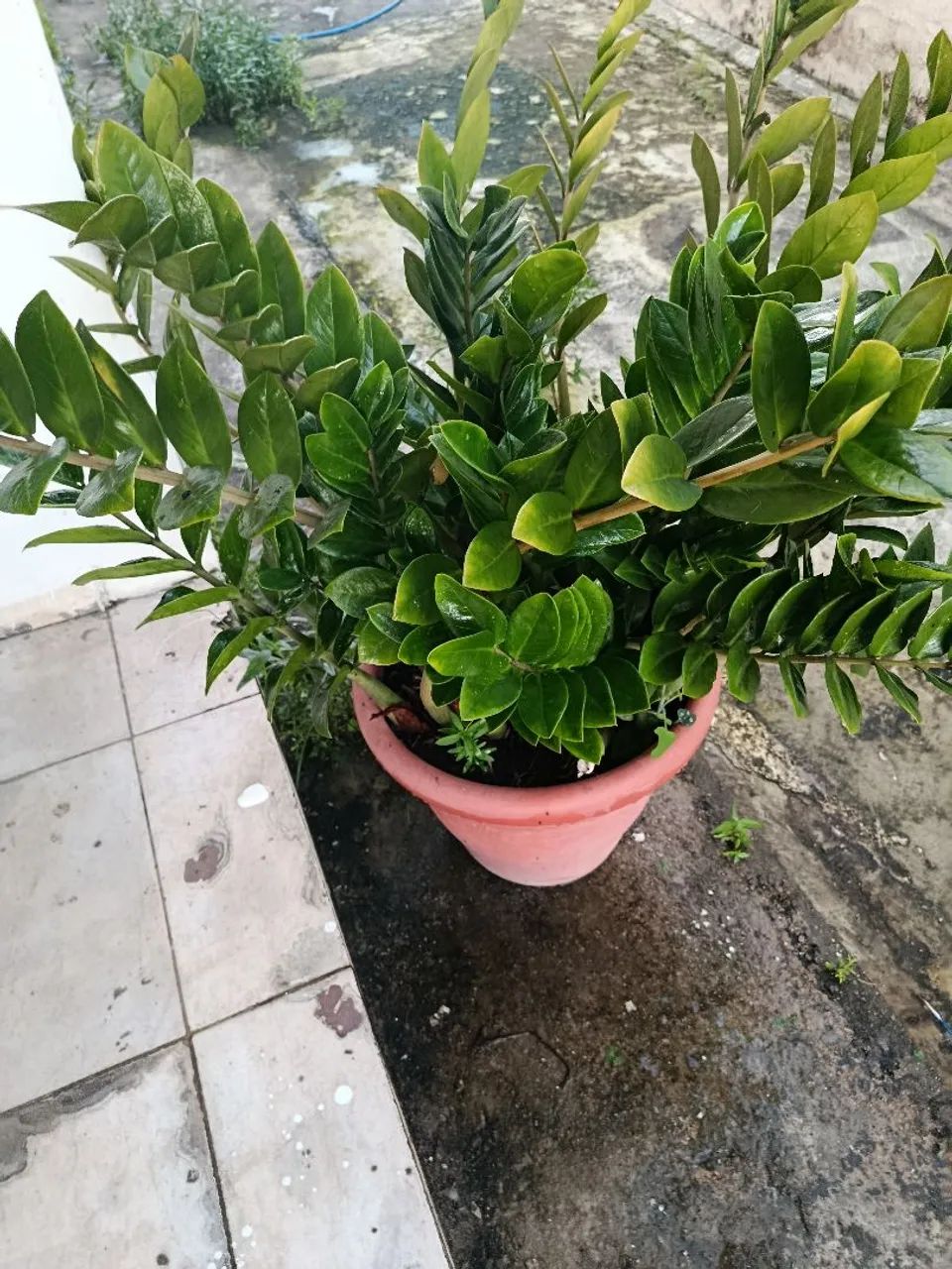 Zamioculca Grande e Muito Bem Formada - Foto 3