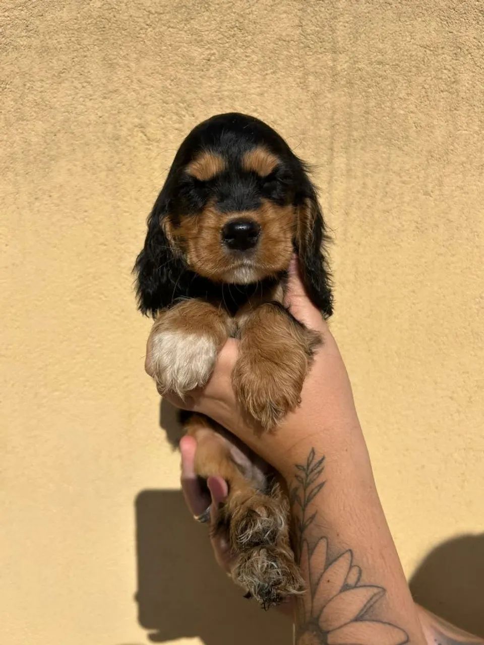 Filhote Cocker spaniel, Filhotes que transformam qualquer casa em lar!