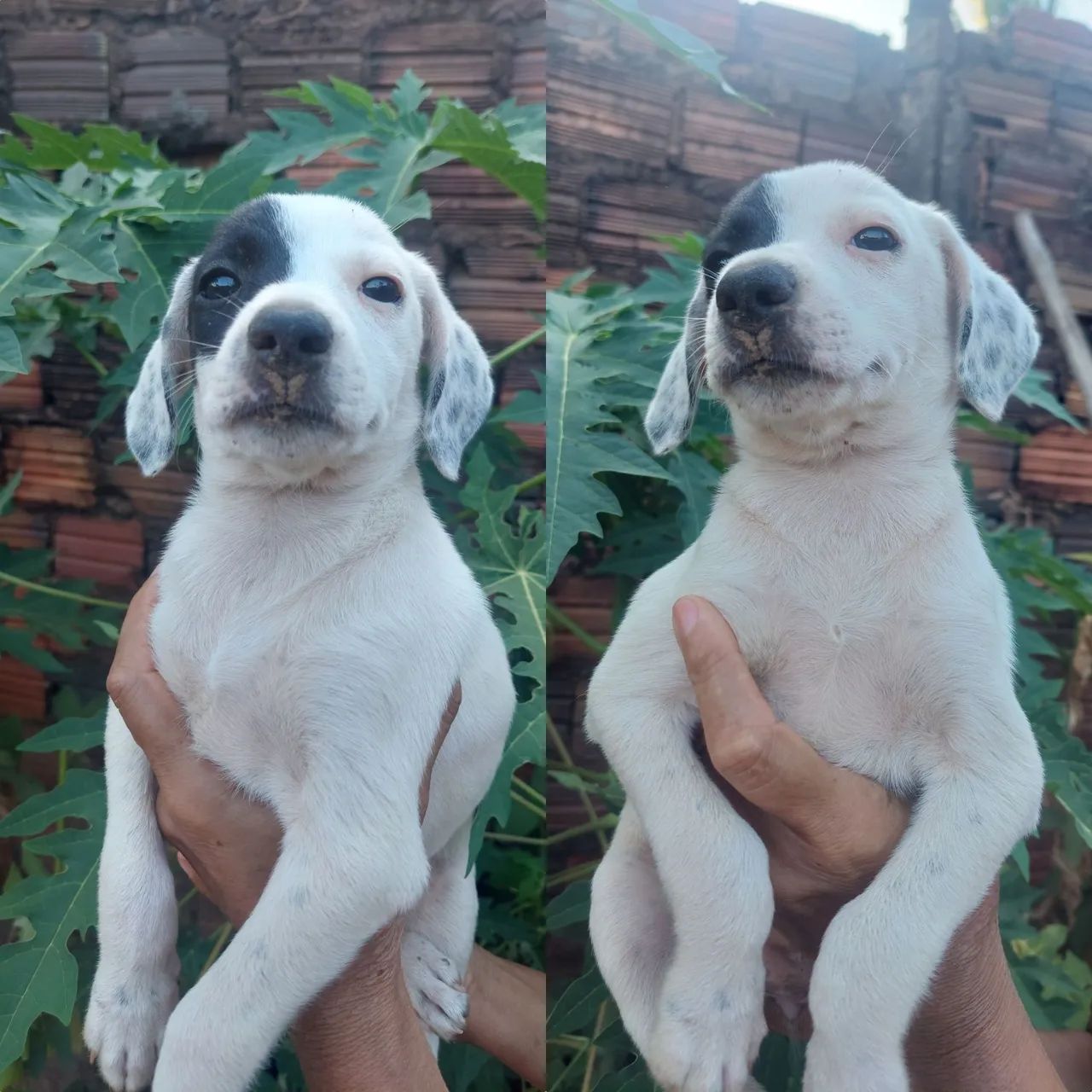 Lindas cachorrinhas para adoção - Foto 2