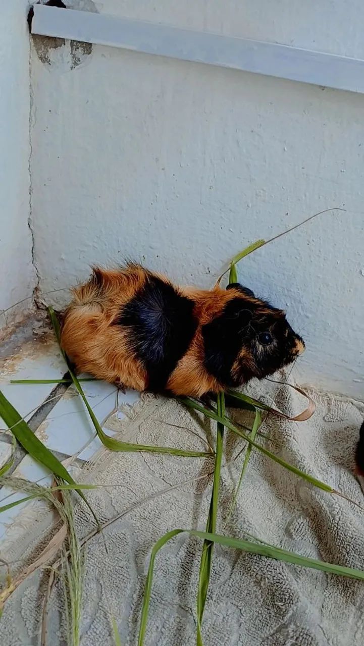 Porquinhos da Índia  - Foto 3