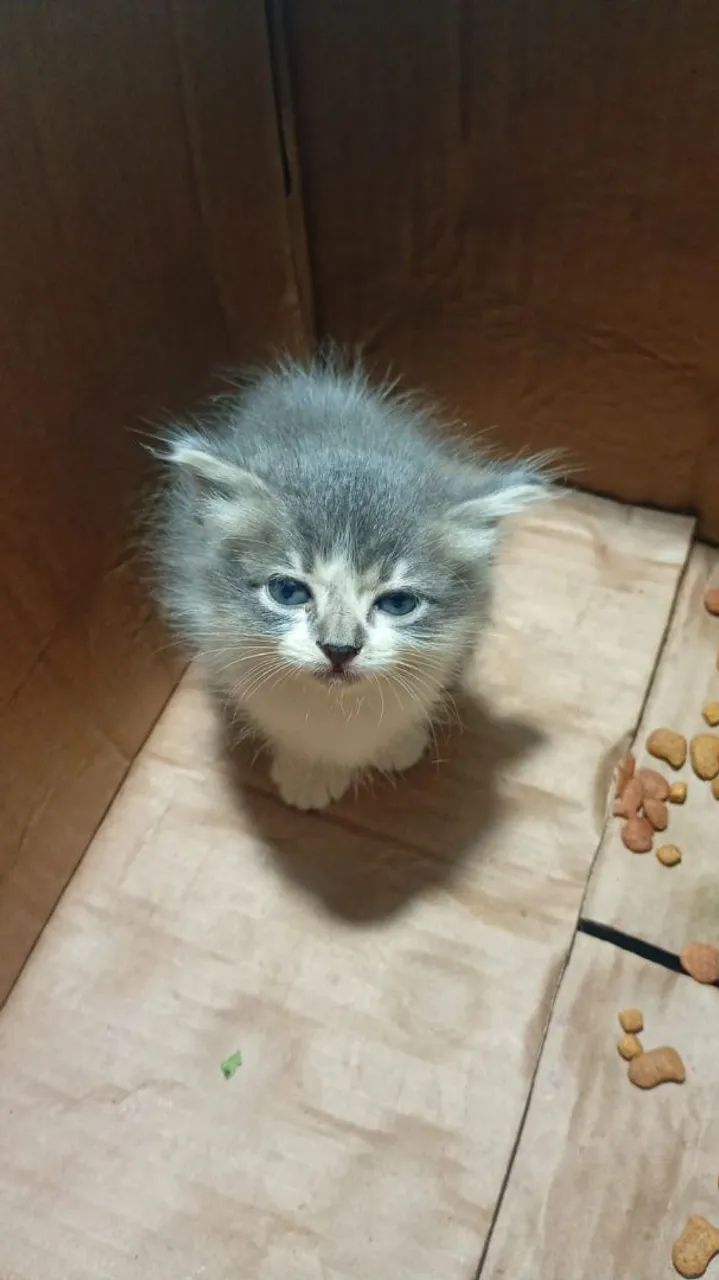 2 gatinhas lindas e carentes de amor - Foto 4