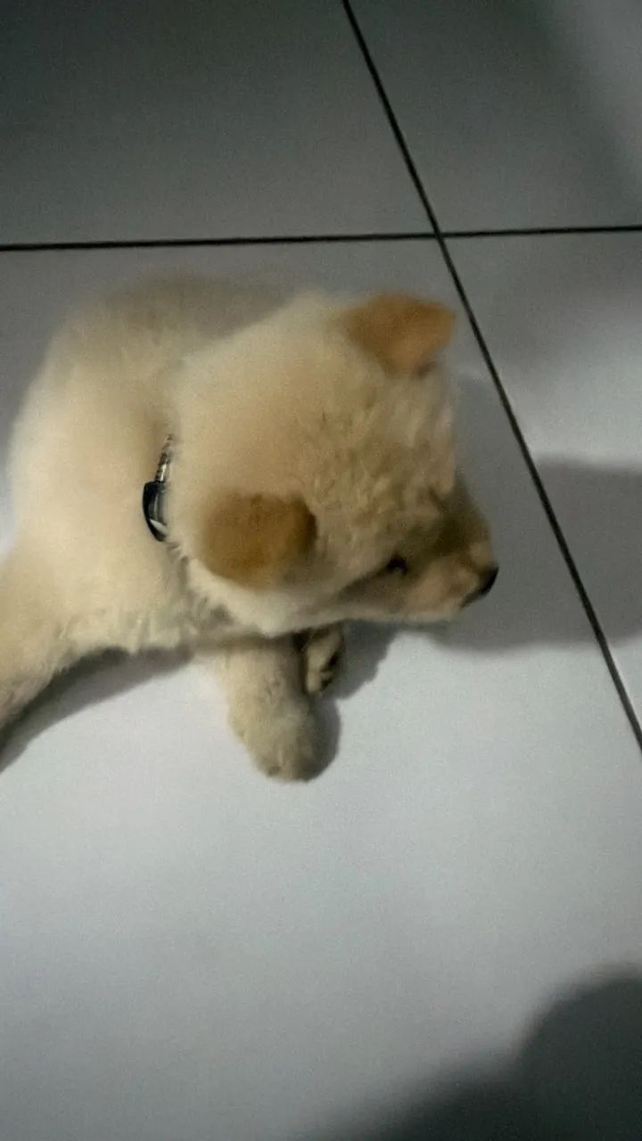 Cachorro chow chow  - Foto 3