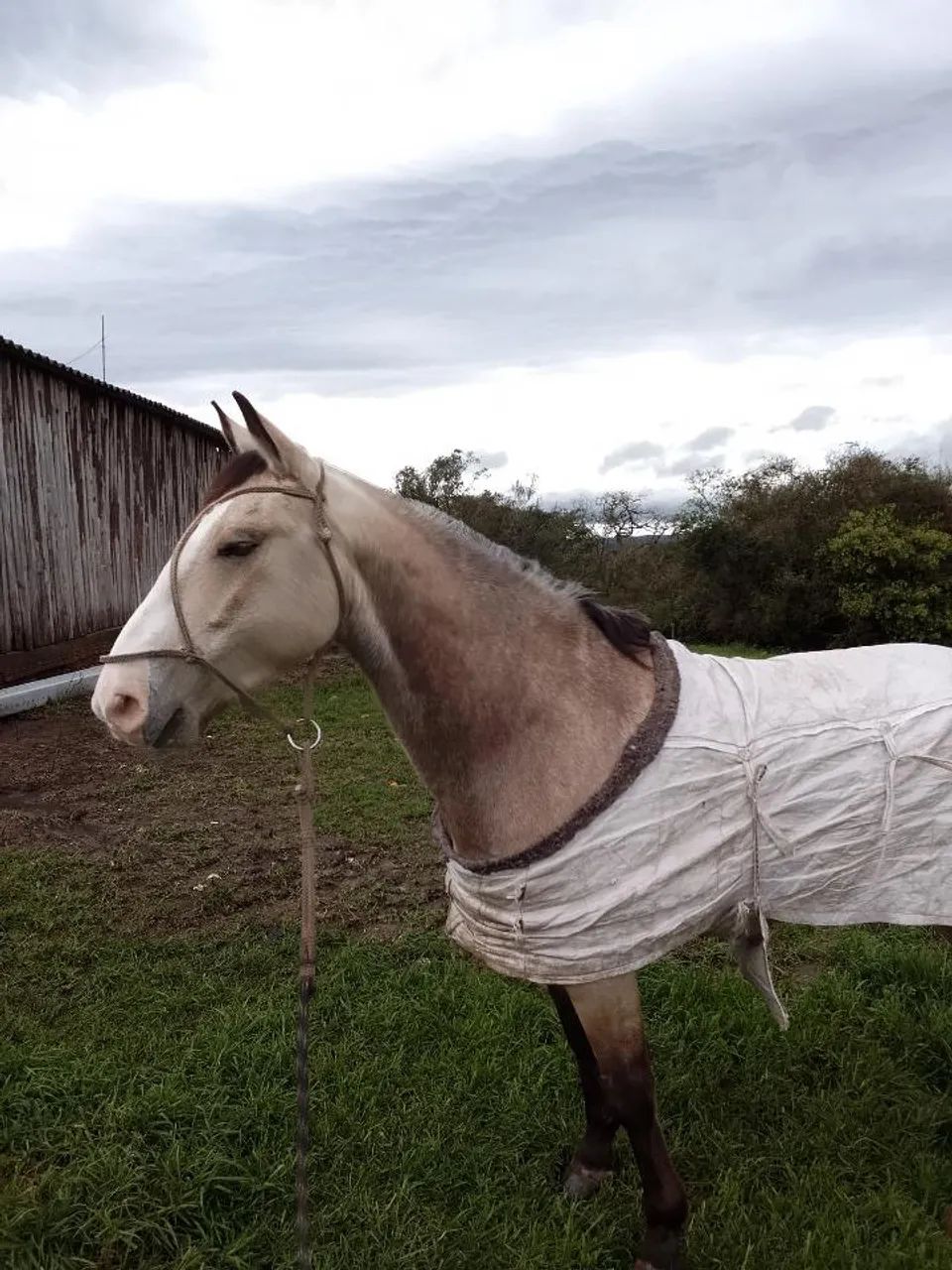 Cavalo Baio com documento 