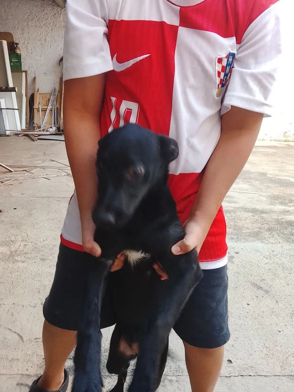 Mestiço labrador preto - Foto 2