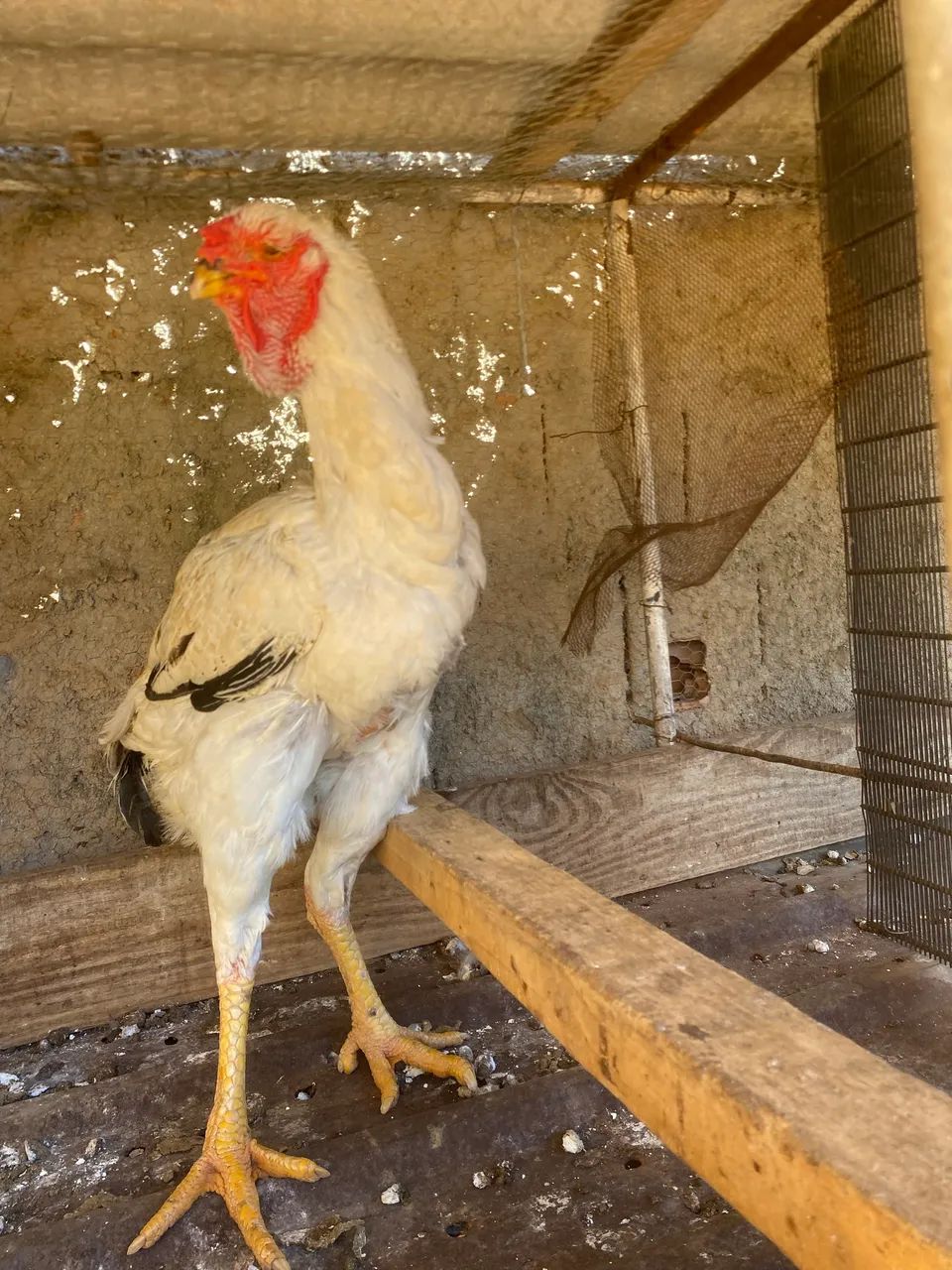 Galinha Índia Gigante. - Foto 5