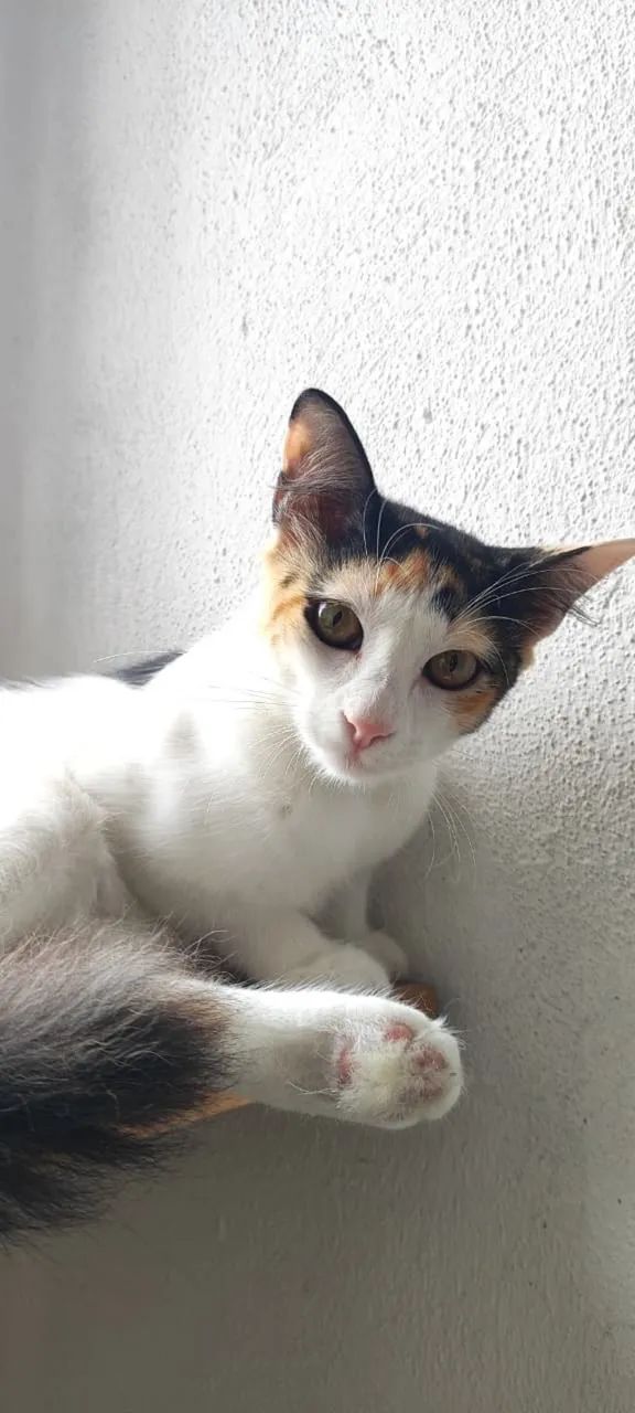 Gatinha adoção responsável  - Foto 5
