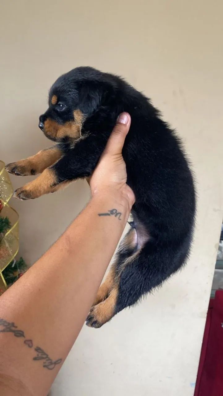 Rottweiler  - Foto 4