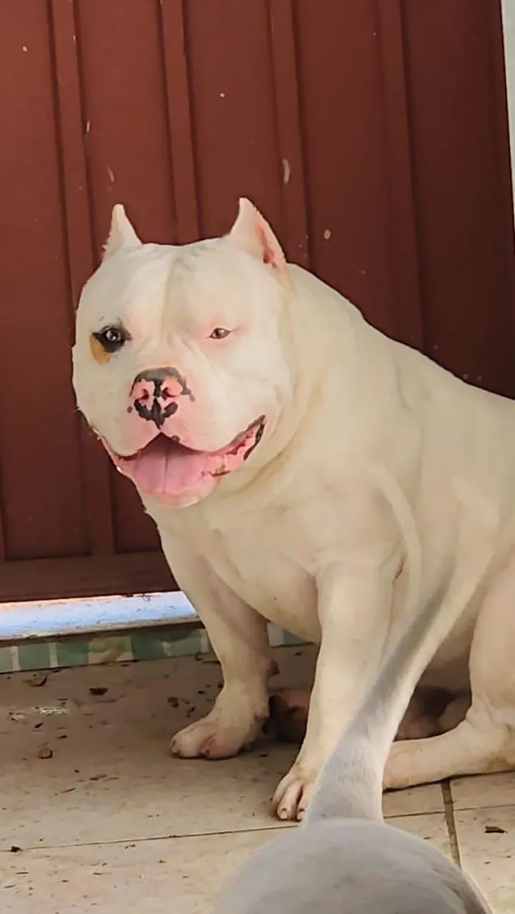 Pit monster - American Bully - Foto 2