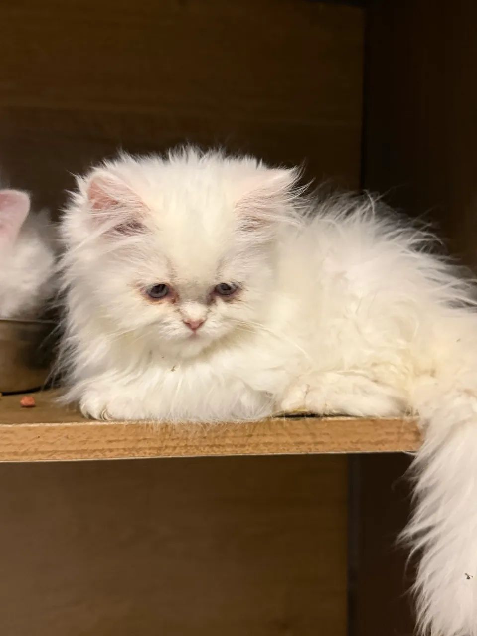 Lindos bebezinhos de gato persa - Foto 4