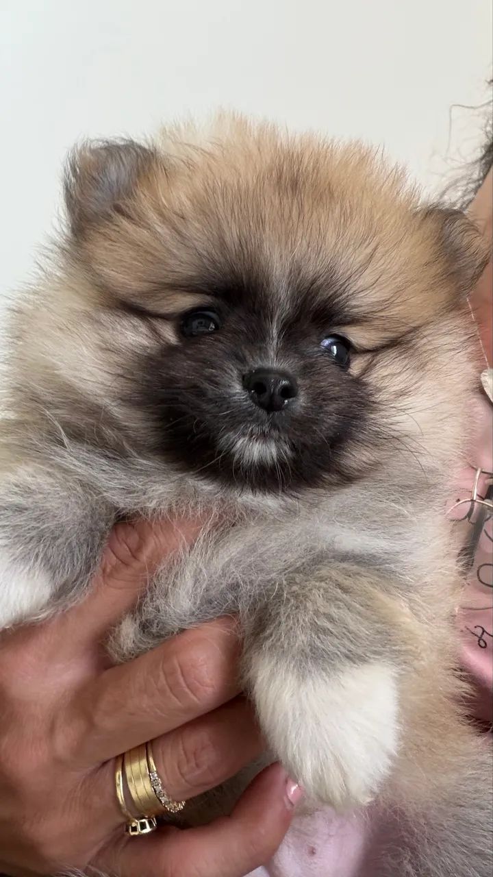 Filhote macho Spitz alemão  - Foto 3
