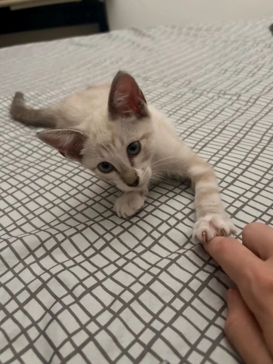 Doação de gato  - Foto 2