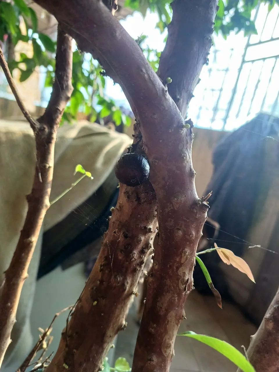 Pé de jaboticaba produzindo  - Foto 4