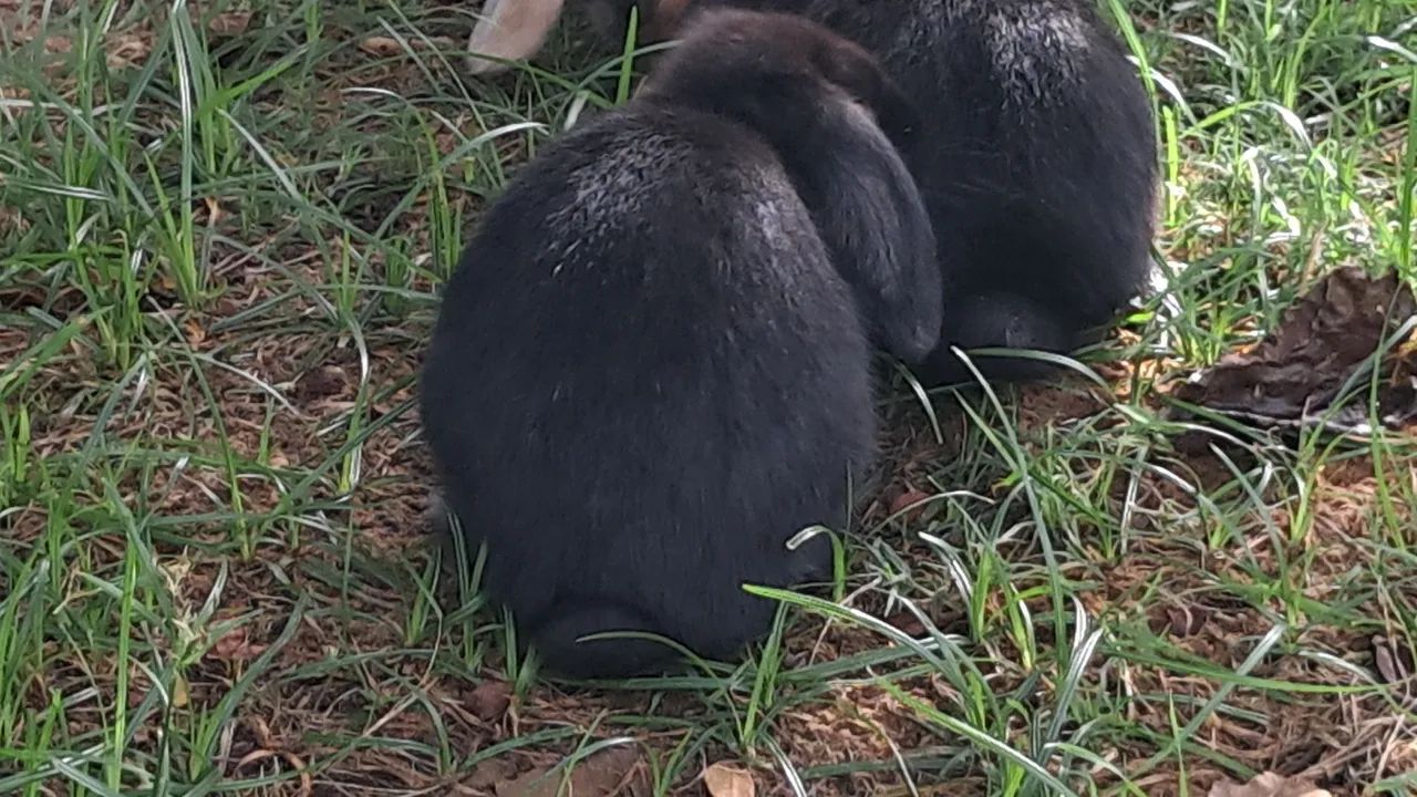 COELHOS MINI LOP - Foto 4
