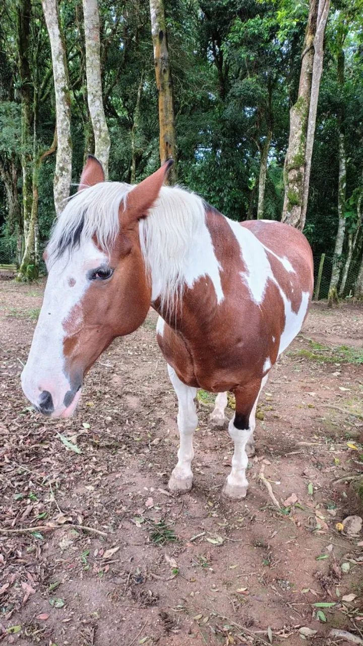 VENDE-SE: ÉGUA PENÉLOPE - PRONTA PARA O LAÇO