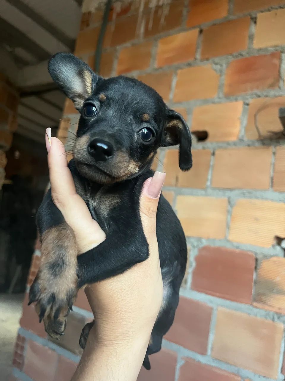 Pinscher  - Foto 4