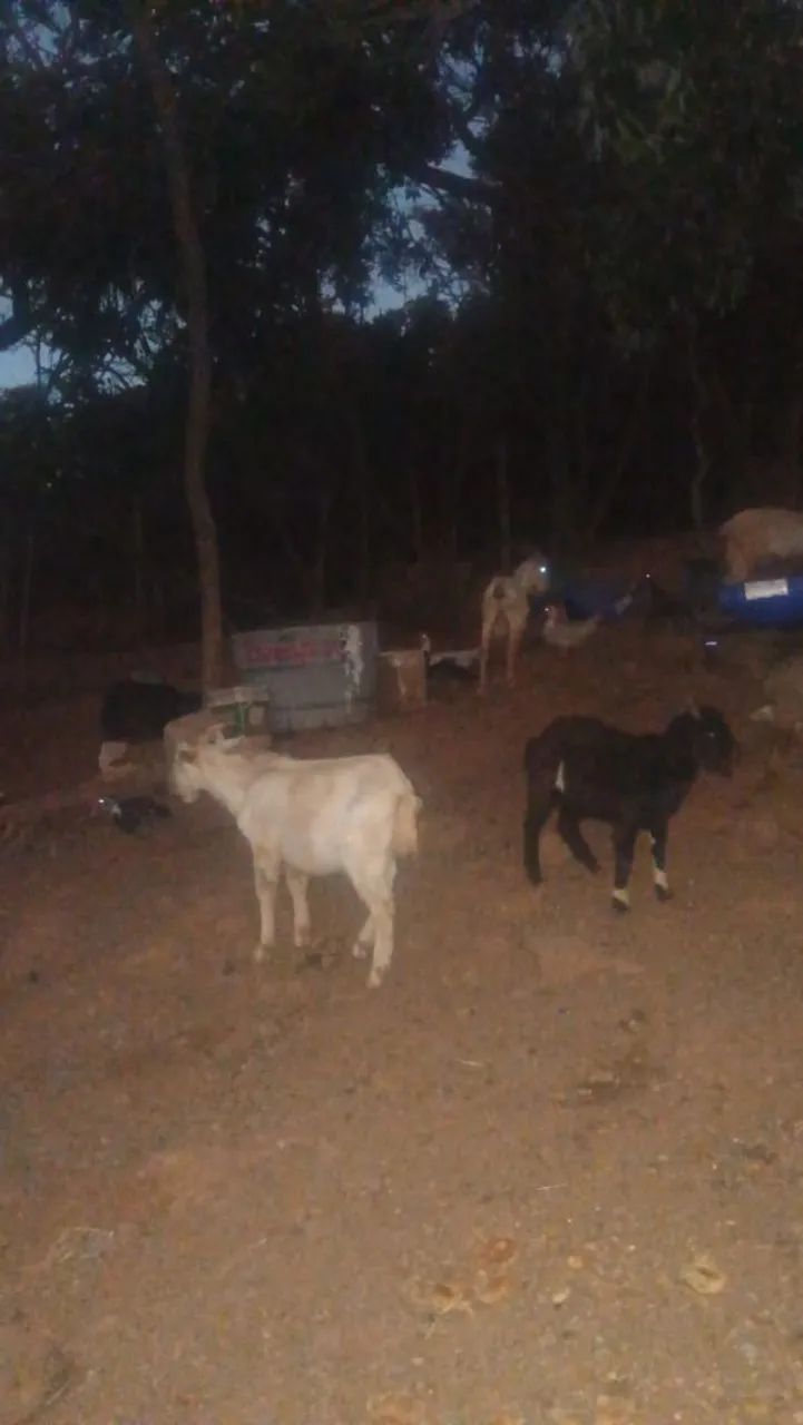 Cabras, cabritos e bodes a parti de 600,00 - Foto 4