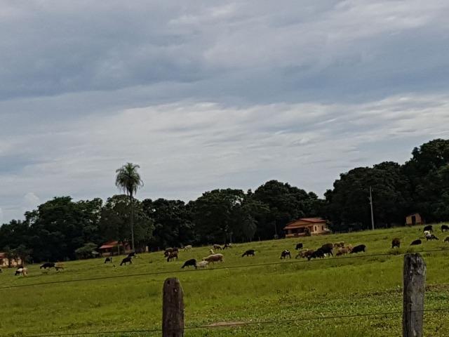 Fazenda de 34385 hectares em MT - Foto 4