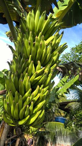 Banana da terra ( especie maranhão banana da terra d'angola) - Foto 6