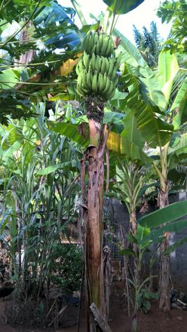 Banana da terra ( especie maranhão banana da terra d'angola)