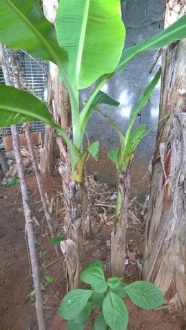 Banana da terra ( especie maranhão banana da terra d'angola) - Foto 2