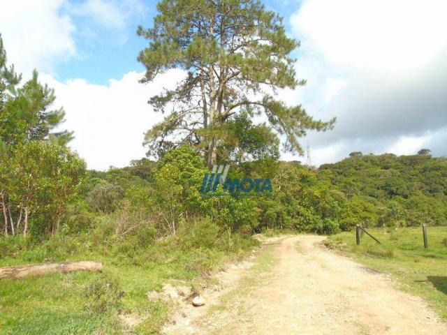 Sítio à venda, 354712 m² por r$ 250.000,00 - miringuava - são josé dos pinhais/pr - Foto 6