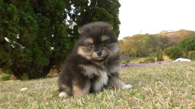 Spitz Alemão Lulu da Pomerânia lindas cores - Foto 4