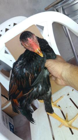 Frango