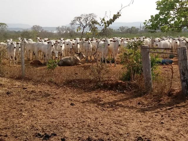 Fazenda Com 1.100 hectares Lago do Manso