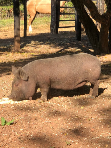 Casal de Mine porcos barcê - Foto 3