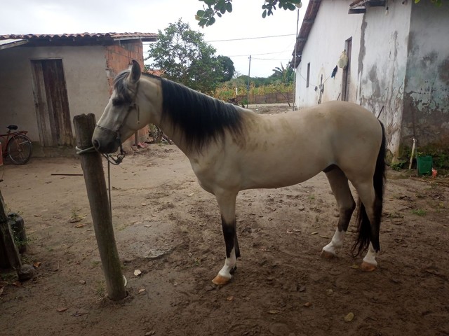 Cavalo 