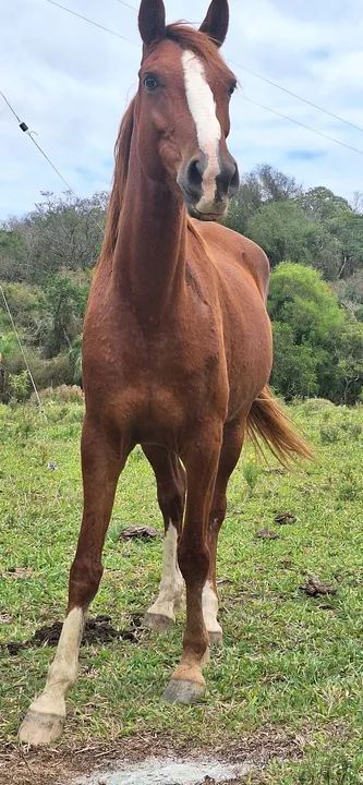 Cavalor Paulista  - Foto 2