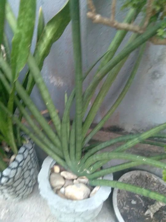 Planta ornamental no vaso 