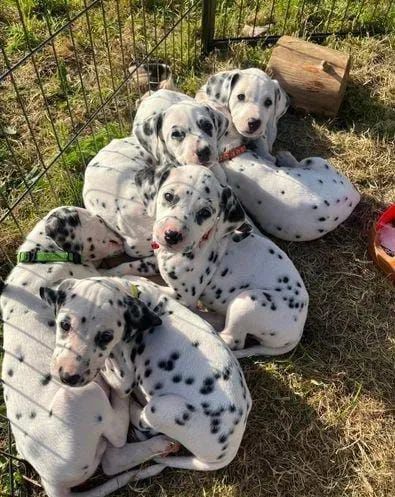 Lindos filhotes dálmatas disponíveis fêmeas e machos  - Foto 3