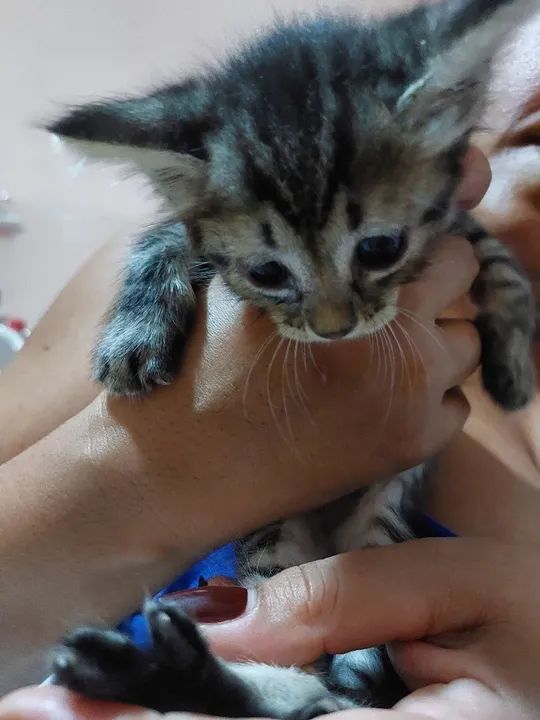 Gatinho fofinho disponível para adoção - Foto 2