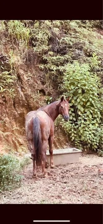 Cavalo Quarto de Milha - Foto 2