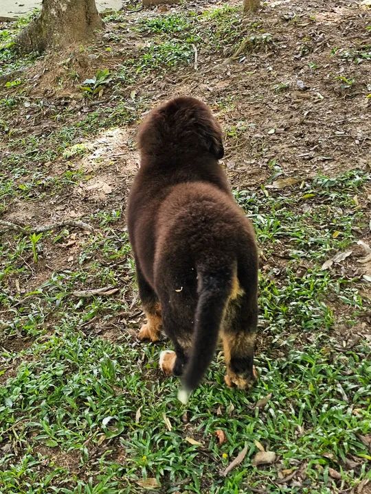 Filhote de Bernese Mountain Dog - Foto 5