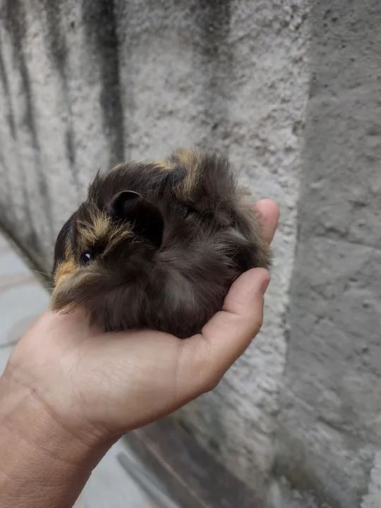 Porquinho da índia  - Foto 2