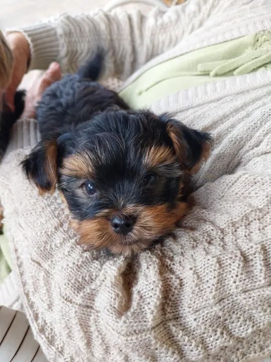 Lindos filhotes machos de Yorkshire  Terrier mini