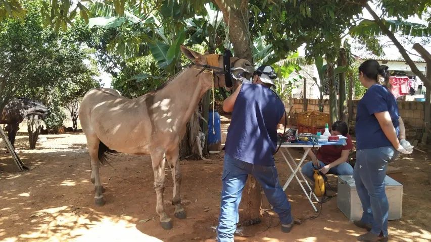 Burro de Confiança - Foto 4