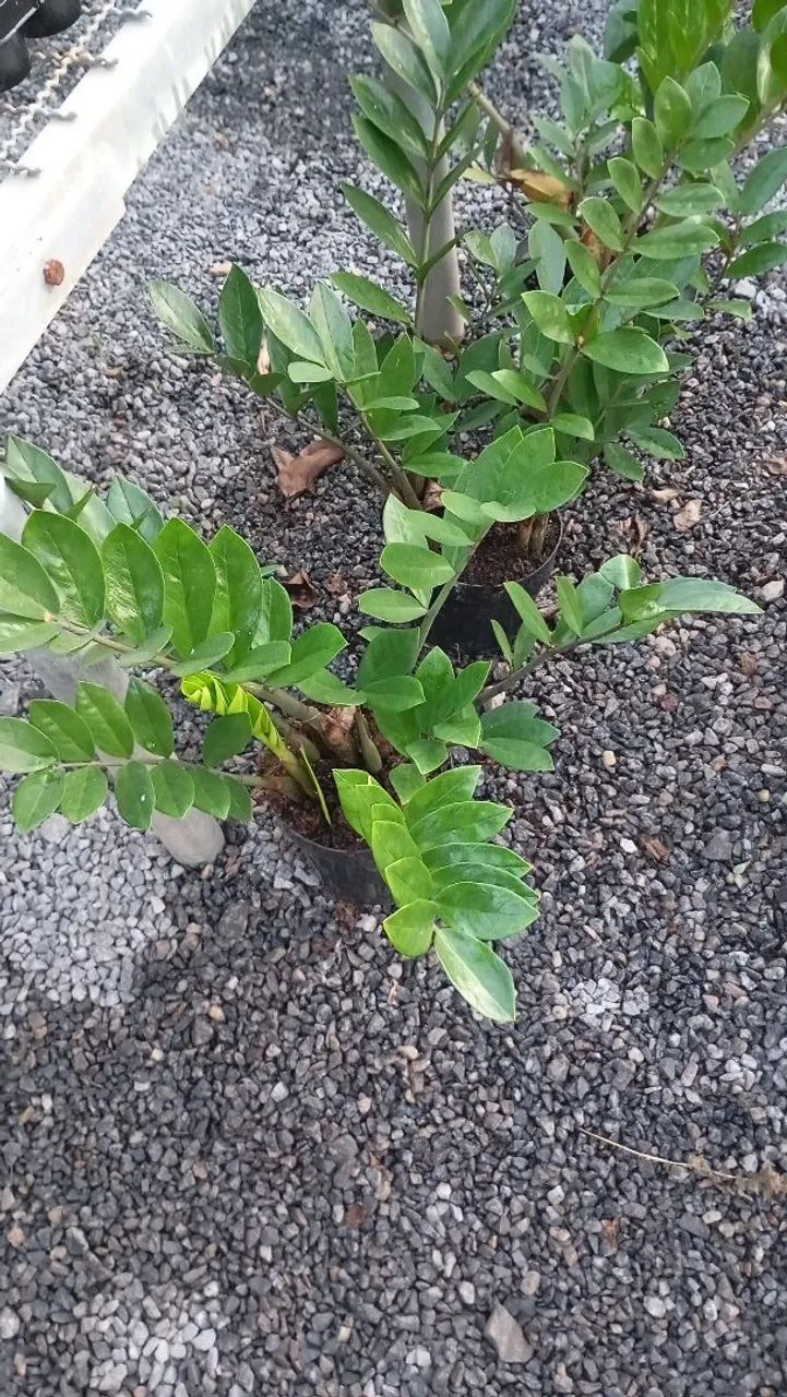 Serviço de jardinagem e limpeza de terrenos   - Foto 4