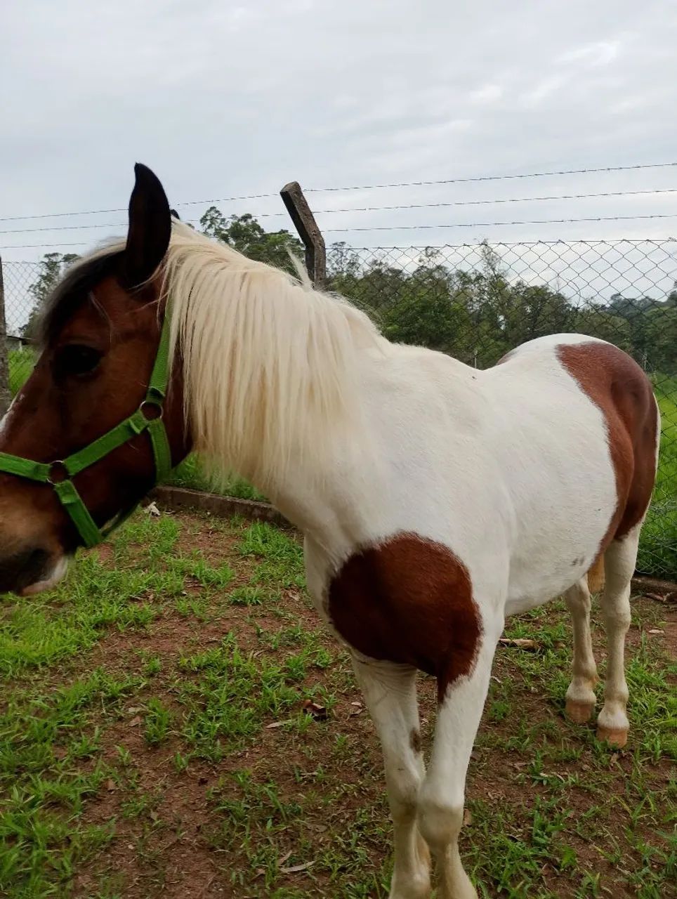 Lindo cavalinho pampa - Foto 4