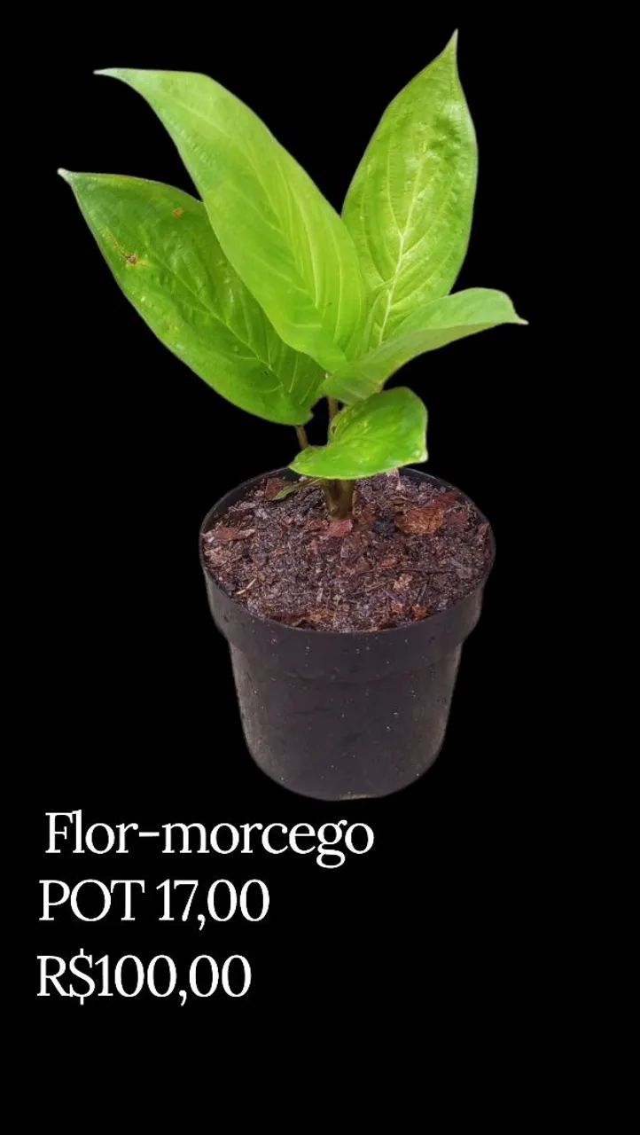 Flor-morcego