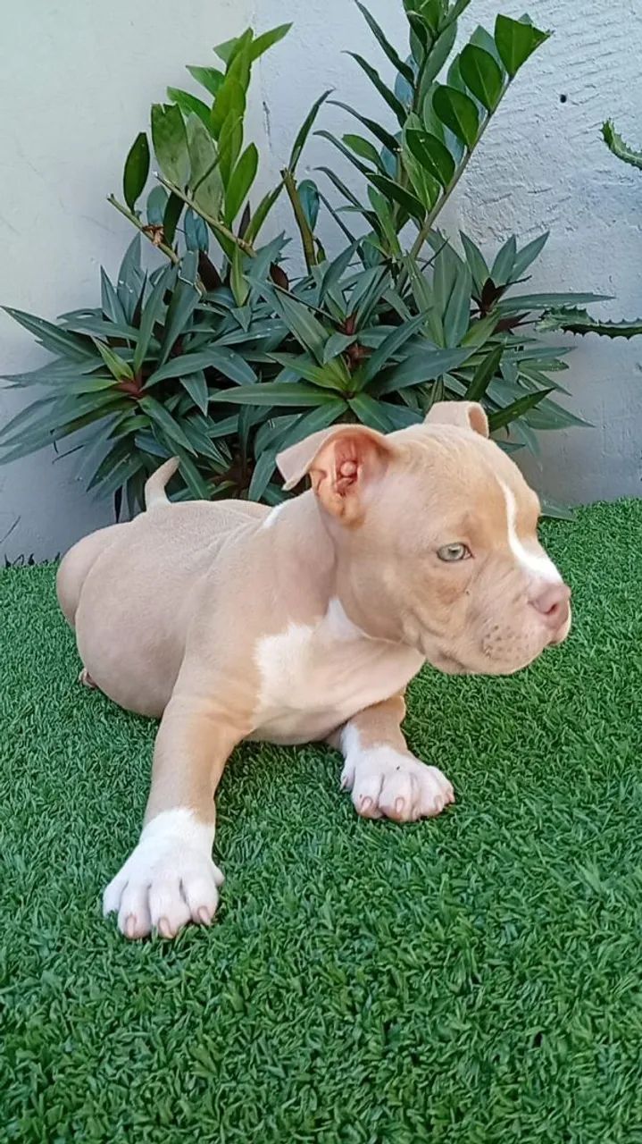 Filhote de American Bully macho  - Foto 2